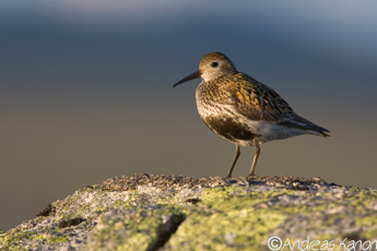 Kärrsnäppa ((Calidris alpina), Stekenjokk, Västerbotten.  Den här kärrsnäppan fotade jag på kalfjället i midnattsljus på min väg tillbaka till bilen.  Ålade ett femtiotal meter genom en surmyr för att komma nära och få ljuset rätt.  Canon 1d Mark2N, Canon 400 f5.6, 1.4 telekonverter.