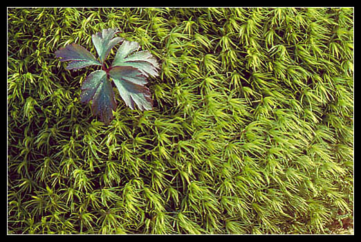 1 sek, f/32, sigma 180/3.5 macro 1 sek, f/32, sigma 180/3.5 macro