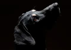 Hundfoton.