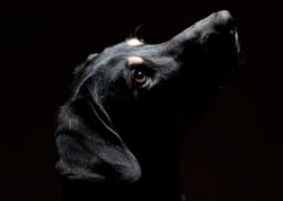 Hundfoton.