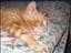 Marzipan