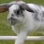 Premiums